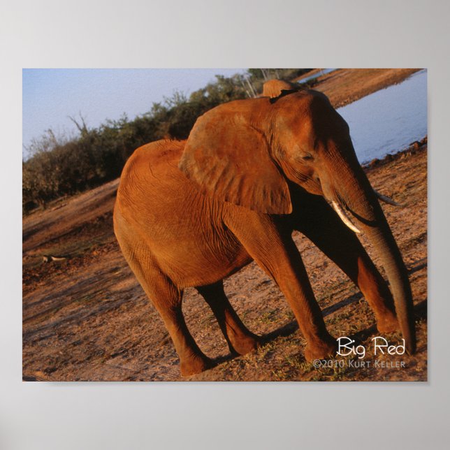 Poster Big Red (Devant)