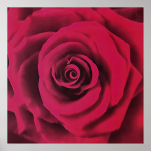 Poster Big Red Rose