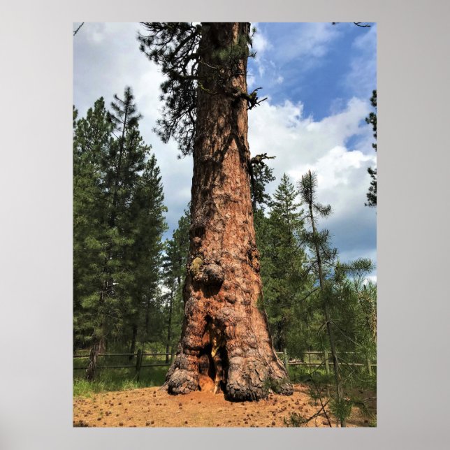 Poster Big Red Tree, La Pine OU (Devant)
