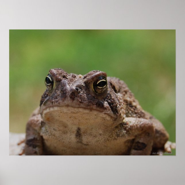 Poster Big Toad (Devant)