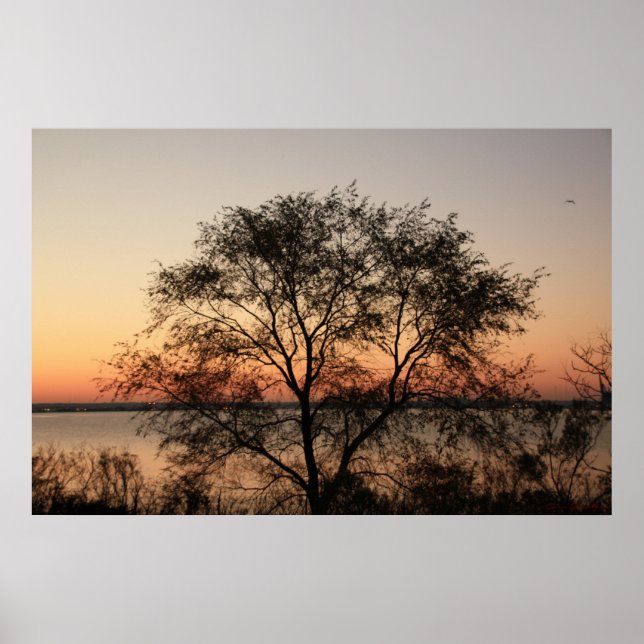 Poster Big Tree (Devant)