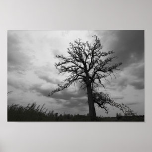 Poster Big Tree, Glacier Ridge Metropark, Dublin, Ohio