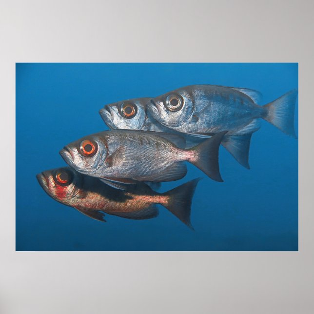 Poster Bigeyes (Devant)