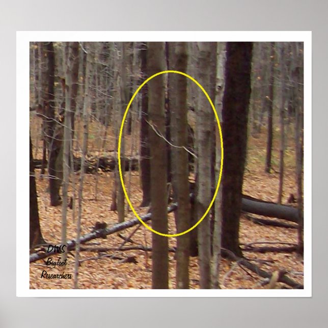 Poster Bigfoot derrière les arbres (Devant)