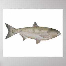 Poster Bighead Carp