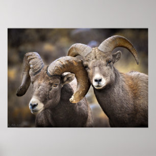 Poster Bighorn Brothers