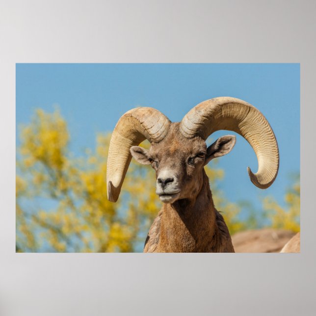 Poster Bighorn du désert (Devant)