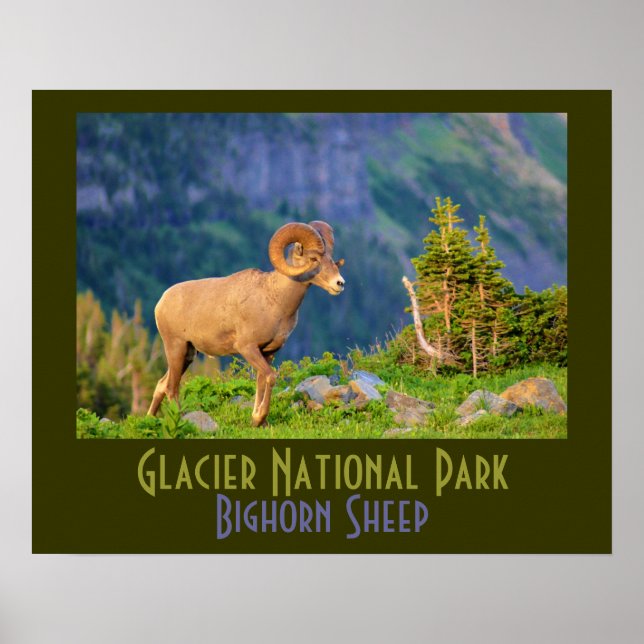 Poster Bighorn Mouton du parc national des Glaciers (Devant)