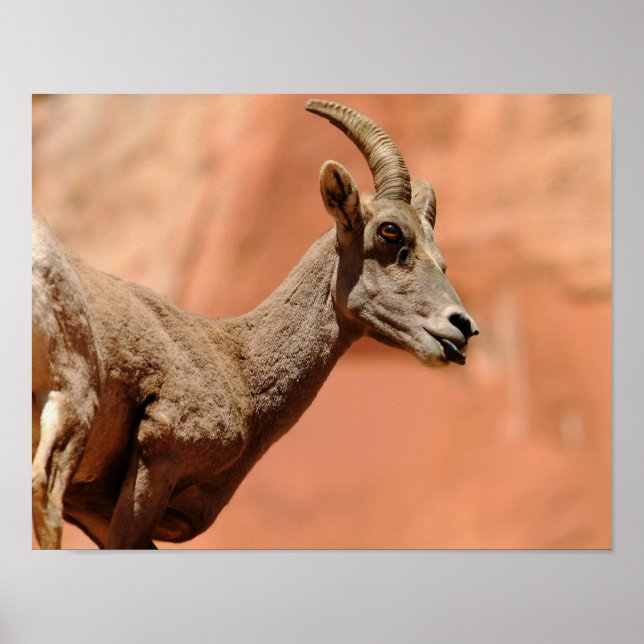Poster Bighorn Sheep (Devant)