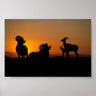 Poster Bighorn Sheep