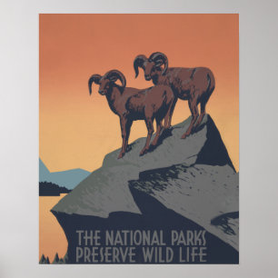Poster Bighorn Sheep American West Wildlife