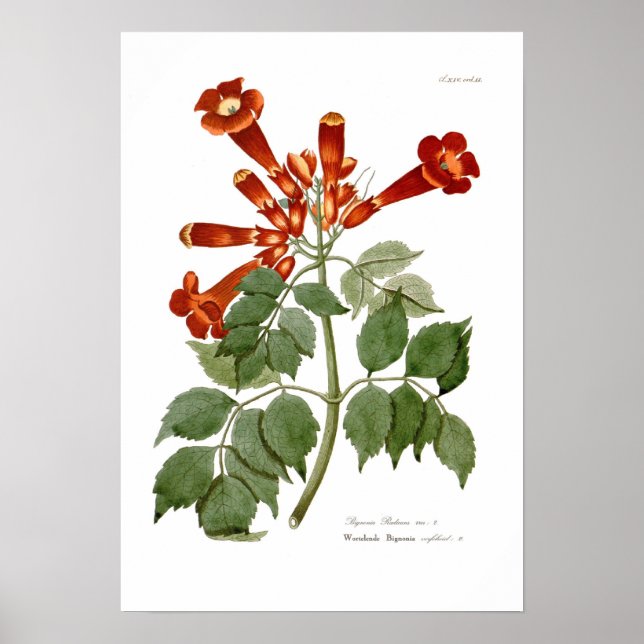 Poster Bignonia radicans (Devant)