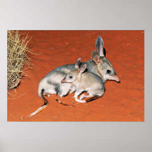 Poster Bilby and Baby Resting in the Desert