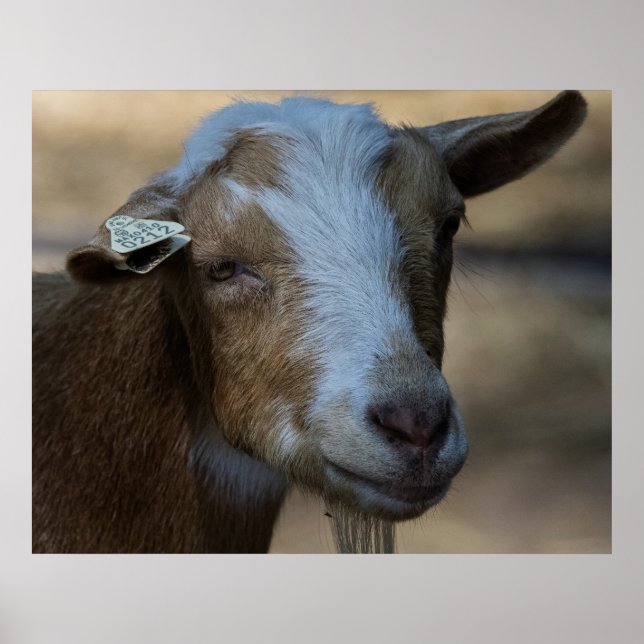 Poster Billy (Devant)