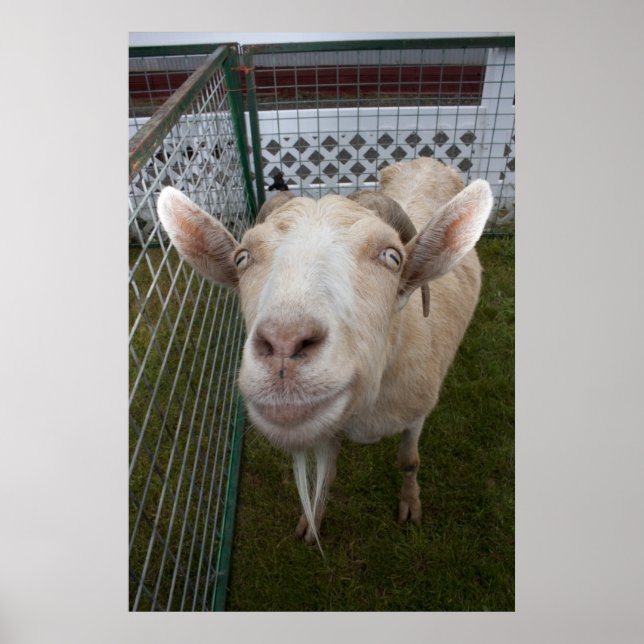 Poster Billy Goat (Devant)