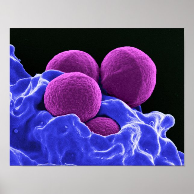 Poster biologie microbiologie bactéries de l'art abstrait (Devant)