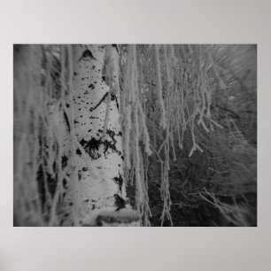 Poster Birch de plaie noir et blanc