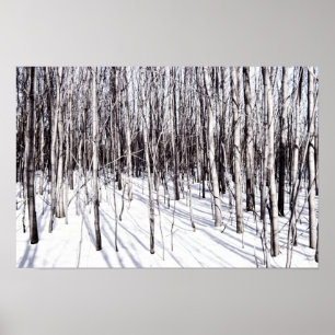 Poster Birch d'hiver, Branches de la Forêt de Neige d'Arb