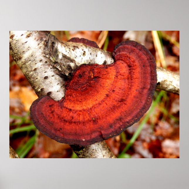Poster Birch Mazegill Fungus (Devant)