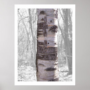 Poster Birch Tree
