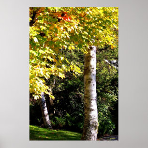 Poster Birch Trees