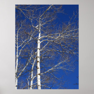 Poster Birch Trees en Bleu