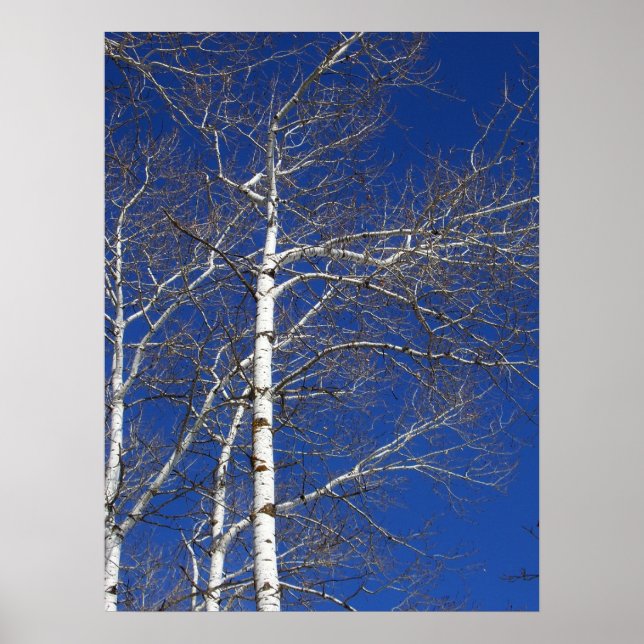 Poster Birch Trees en Bleu (Devant)