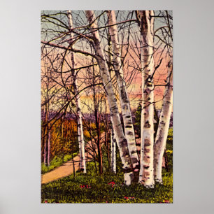 Poster Birch Treks du nord du Michigan au printemps