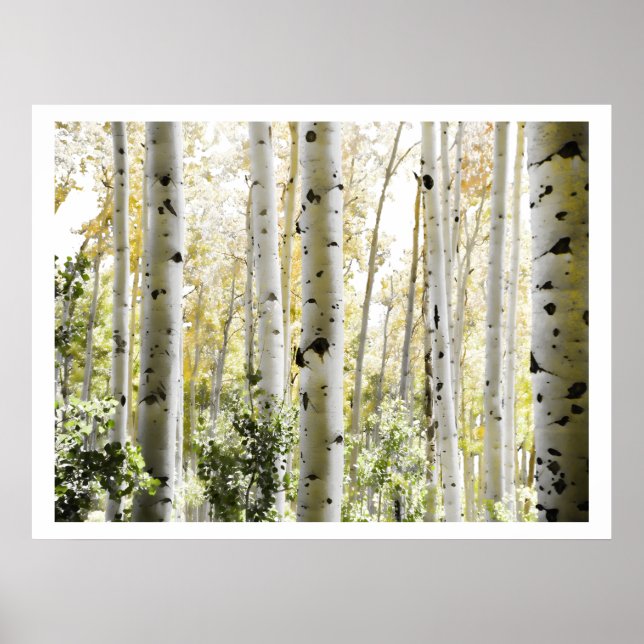 Poster Birch Woods (Devant)