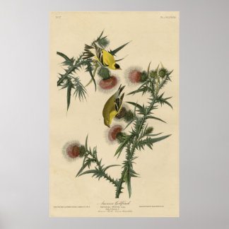 Poster Bird, Amérique, American Goldfinch, Audubon, Vinta
