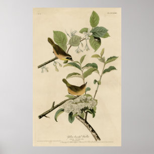 Poster Bird, Amérique, Yellow Breasted Warbler, Audubon