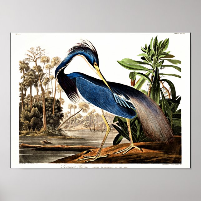 Poster Bird - Louisiana Heron par John James Audubon (Devant)