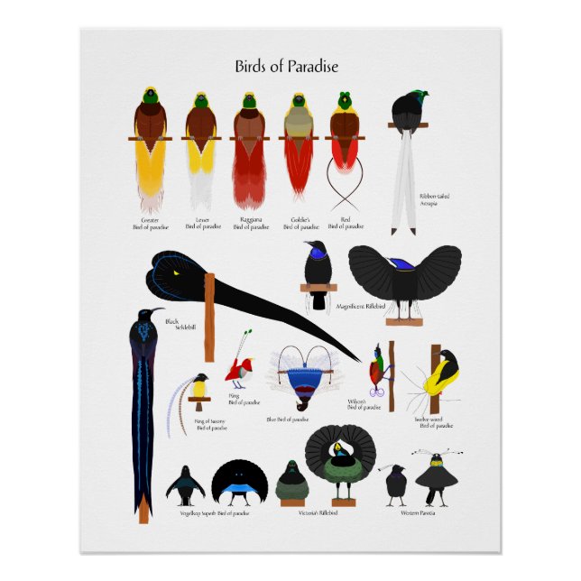 Poster Birds of Paradise chart (Devant)