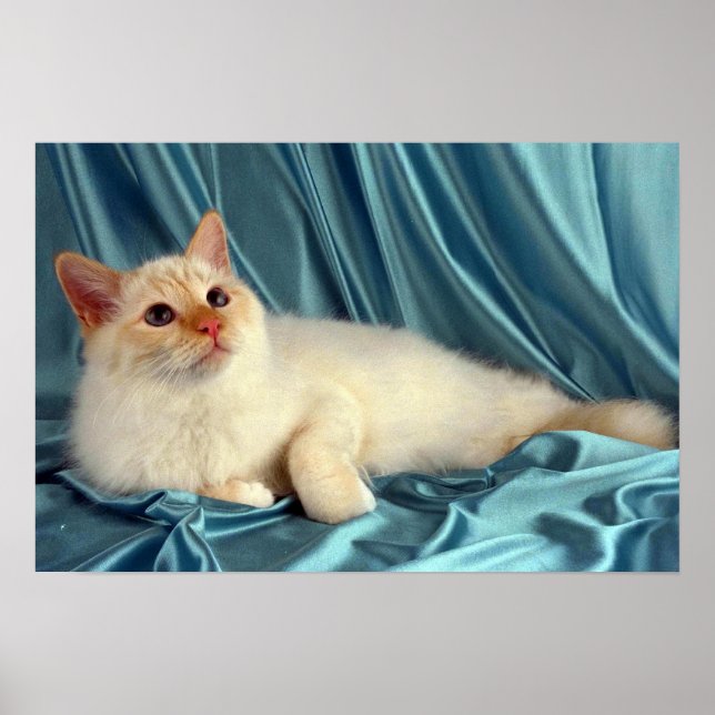 Poster Birman, point rouge (Devant)
