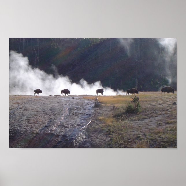 Poster Bison à Yellowstone (Devant)