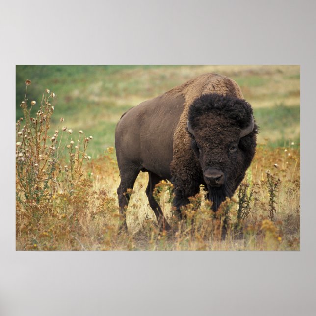 Poster Bison américain (Devant)