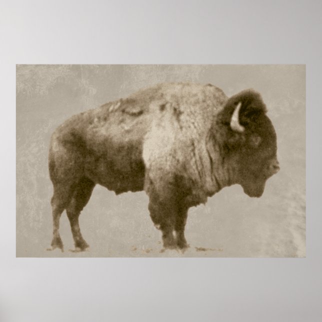 Poster Bison américain (Devant)