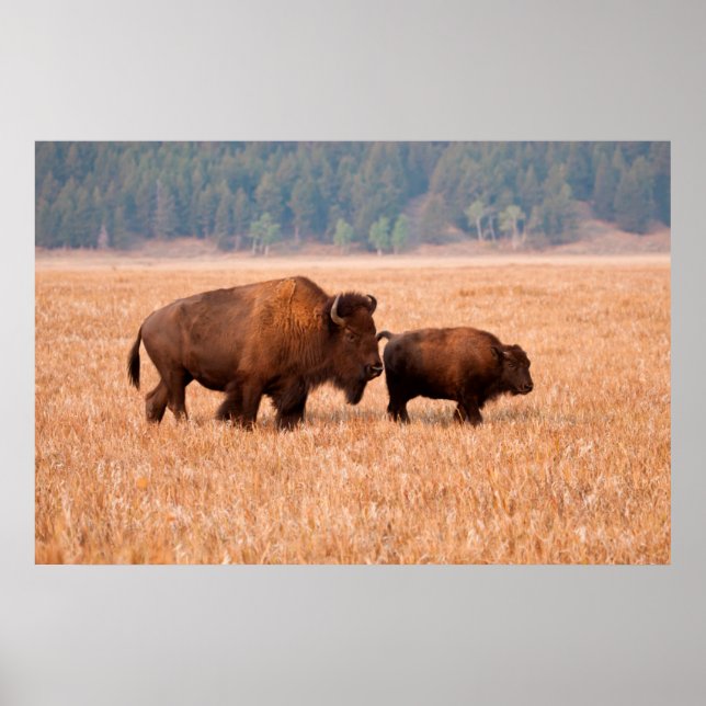 Poster Bison Américain (Bison Bison) Vache Et Veau (Devant)