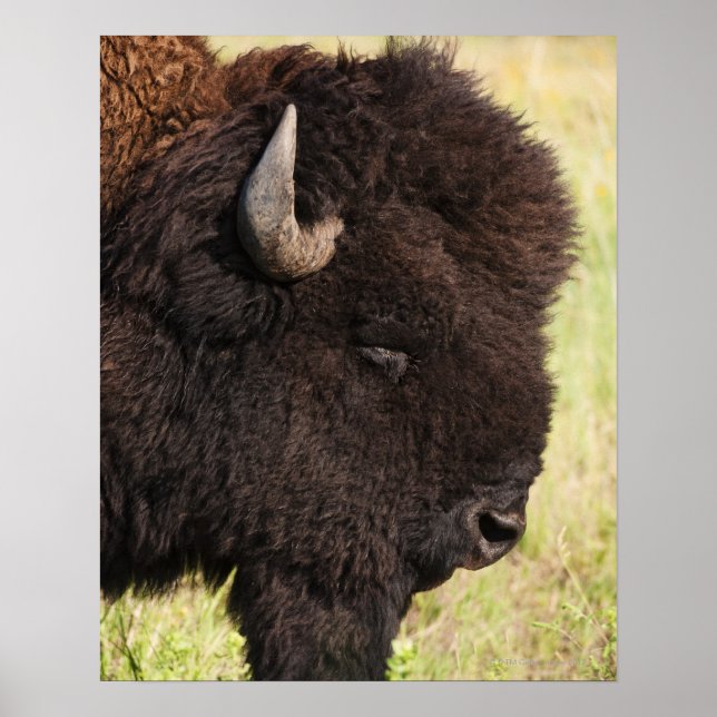 Poster Bison américain, Dakota du Sud (Devant)