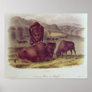 Poster Bison américain ou buffle