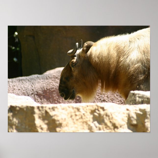 Poster Bison au zoo (Devant)