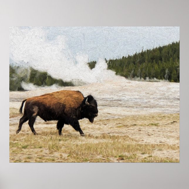Poster Bison avec la vieille foi à Yellowstone (Devant)