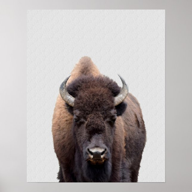 Poster Bison Buffalo Photo 135 (Devant)