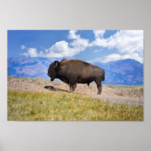 Poster Bison Bull, Hayden Valley, Yellowstone