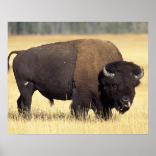 Poster Bison Bull in Yellowstone National