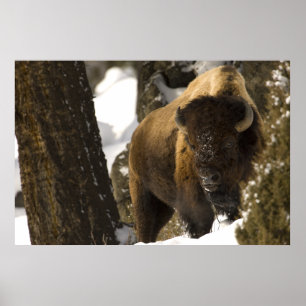 Poster Bison dans la vallée de Lamar Parc national de Yel