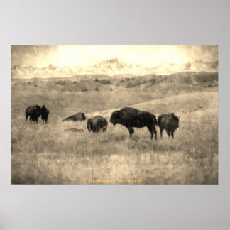 Poster Bison de Badlands