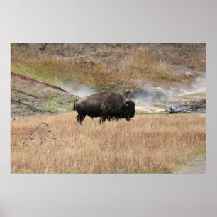 Poster Bison de source chaude