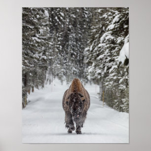 Poster Bison de taureau couvert de neige dans une forêt e