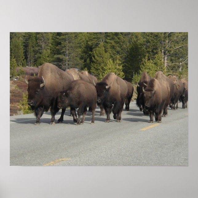 Poster Bison de Yellowstone (Devant)